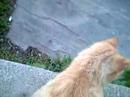 the cat part 1