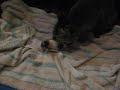 My new Kitten Lyla born April 3rd 2008