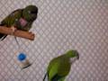 videos de Conure and Quaker Talking and Playing!