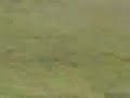 serpiente y conejo