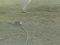 serpiente y conejo