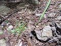 Leaf-cutter ants Leaf-cutter ants