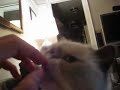 Winston eats blueberries, fingers Winston eats blueberries, fingers