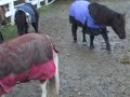 Attack of the minis..Cody and his herd