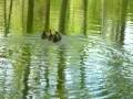 Terrifying Duckling Calamity • Earth Day • Spartanburg