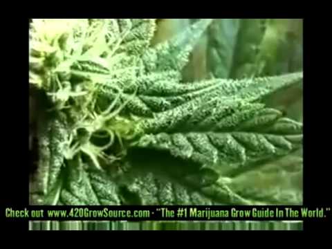 how to grow good weed