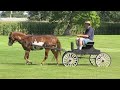 Dewey Driving Nutmeg   Medium