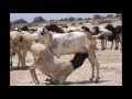 RUN ma sheege Riyaale