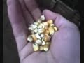 de grão em grão a galinha enche o papo