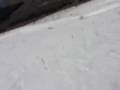 動画を再生