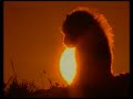 Cheetah Video, the Return of the Cheetah