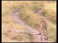 Cheetah Video, the Return of the Cheetah