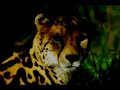 Cheetah Video, the Return of the Cheetah