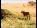 Cheetah Video, the Return of the Cheetah
