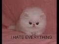 Funny Kitties 1