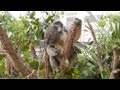 Wild Life Zoo & Sea Life Aquarium in Sydney - YouTube