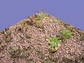 EVOLUTION DU TALUS PEDAGOGIQUE CHEZ EMMANUEL ROLLAND