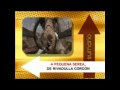 Onda Curta: Reportaxe sobre Animacam