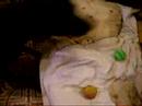 odio esa pelota