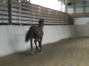 QUATERBACK  stute yearling