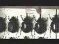 Besouros e Seu Mundo - Beetles and There World (2)