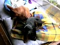 My duggies