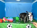 Schnauzer Miniatura Macho COV REF:160 12