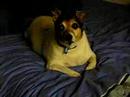 cute puppy cute puppy