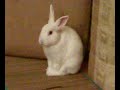 Mr Rabbit Chan - Cleaning