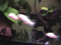 corys persecucion y poniendo.wmv
