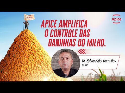 Apice amplifica o controle das daninhas do milho.