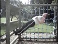 urban core training