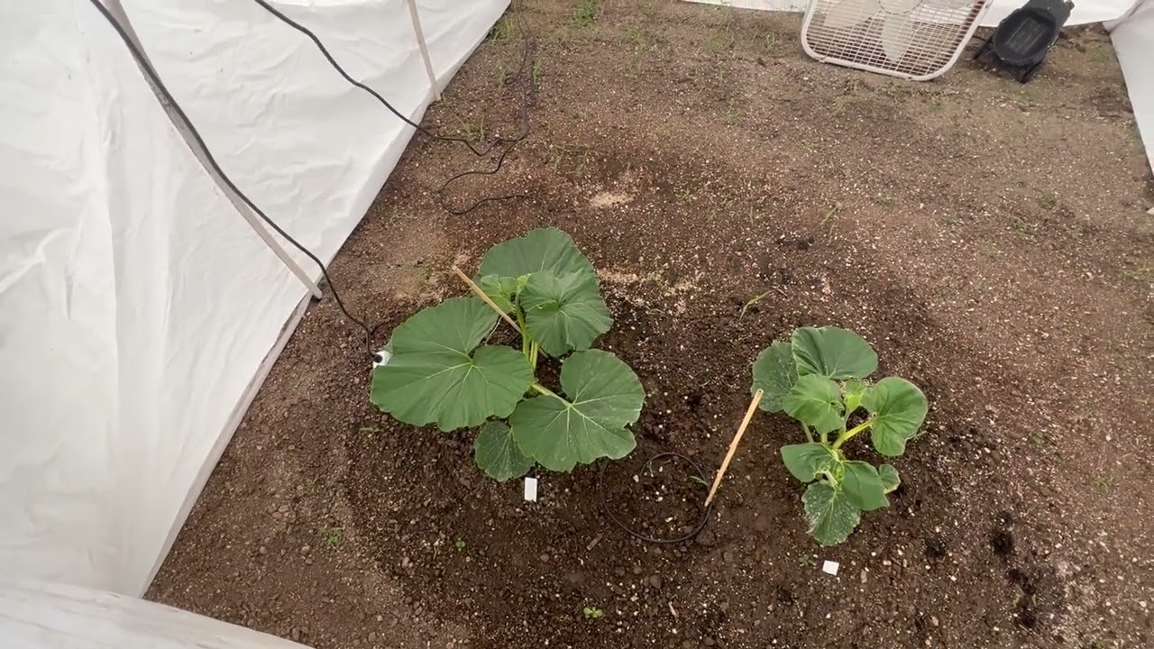 SNOW May 21. Did it end the season?