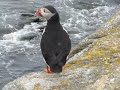 Elliston Puffin