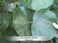 EatTheWeeds: Episode 52: Wild Edibles at Turtle Mound