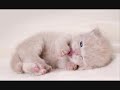 hot girls and kitties