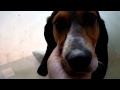 Melly dolce segugia cerca casa Guarda video