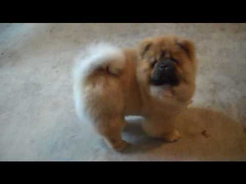 CHOW CHOW