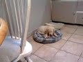 Golden puppy
