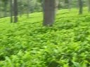 Tea Garden, Ooty Tea Garden, Ooty