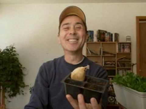how to replant elephant garlic