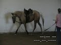 cleo 2005 palamino filly