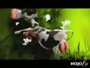 Crazy Cow Song!!!