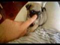 PUPPY DOG PUG PLAYING FUNNY CARLINO