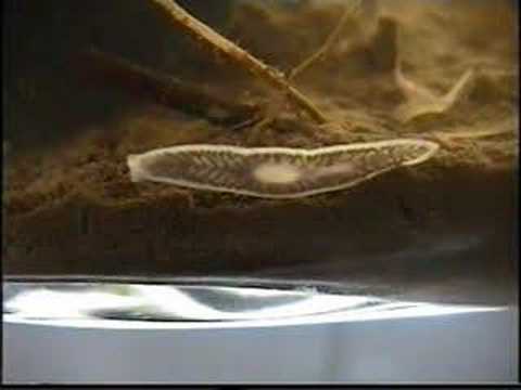 White flatworm sequel 1 december 2006