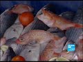 Les enjeux de la pêche au Maroc Les enjeux de la pêche au Maroc