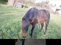 mon étalon et moi mon étalon et moi