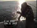 Bluefish Bluefish