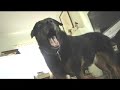 Houndacious Houndacious