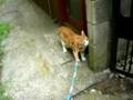 お散歩猫 体験版 お家にちゃんと帰えれるんだよ!(Do not you take a walk with a cat?』experience)
